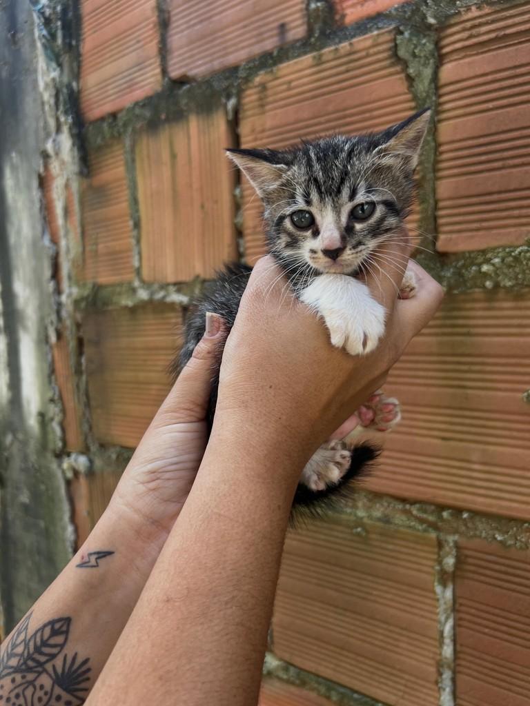 Gabriel, gato de porte pequeno para adoção em Paulista - PE