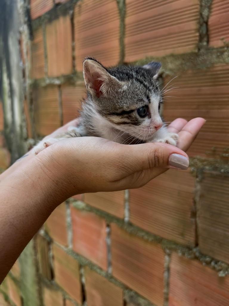 Gabriela, gata de porte pequeno para adoção em Paulista - PE