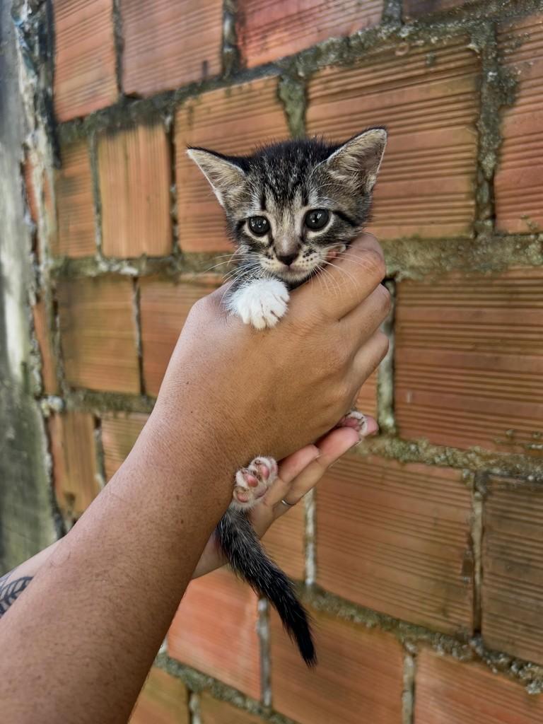 Gustavo, gato de porte pequeno para adoção em Paulista - PE