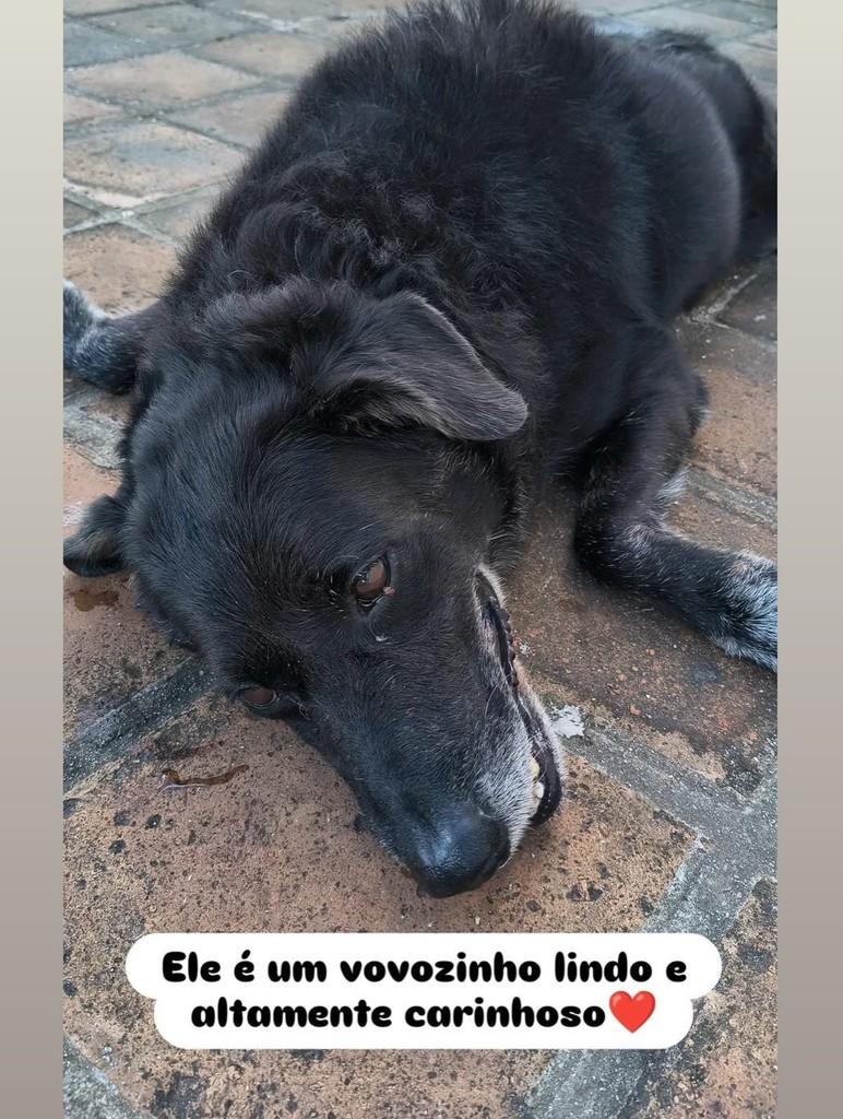 Antônio, cachorro para adoção em Paulista - PE