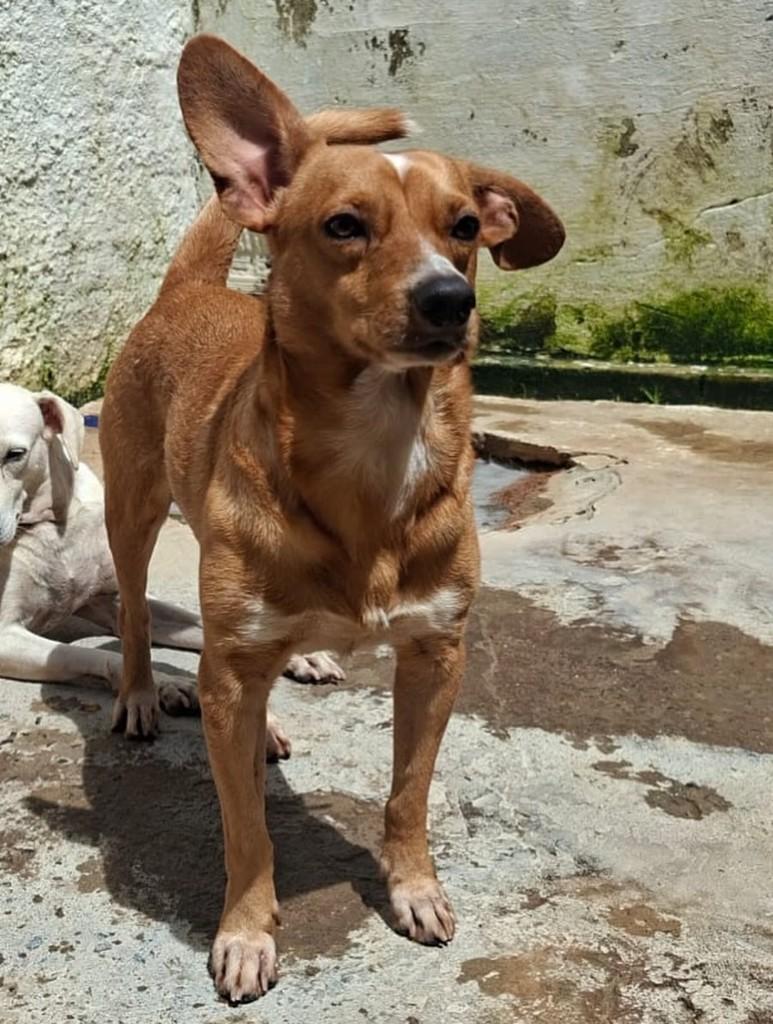 Cuscuz, cachorro de porte pequeno para adoção em Paulista - PE