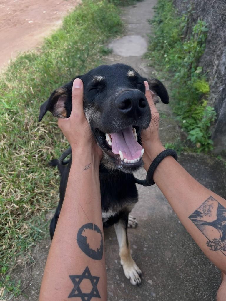 Bob, cachorro de porte grande para adoção em Paulista - PE