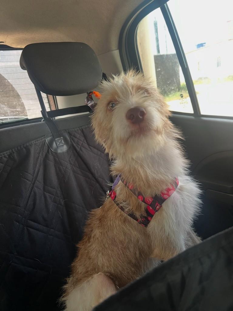 Rogerinho, cachorro de porte médio para adoção em Paulista - PE