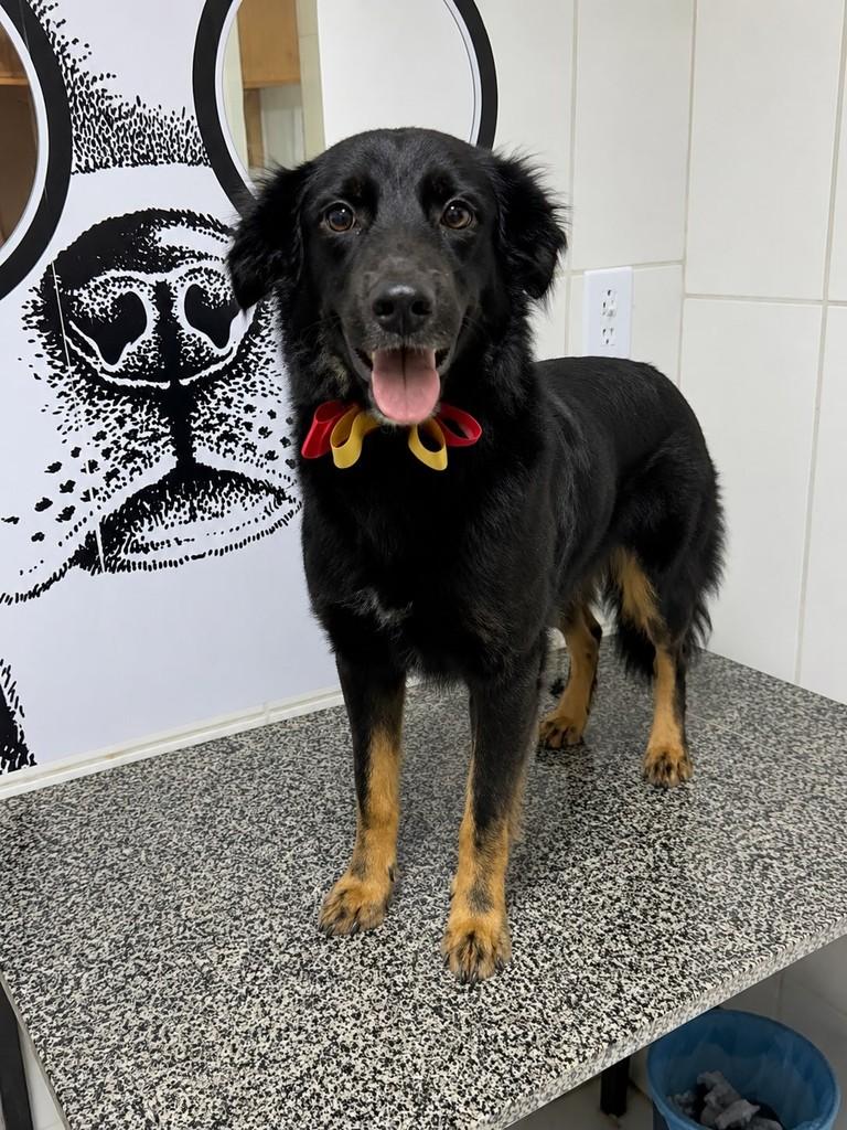 Renato, cachorro de porte médio para adoção em Paulista - PE