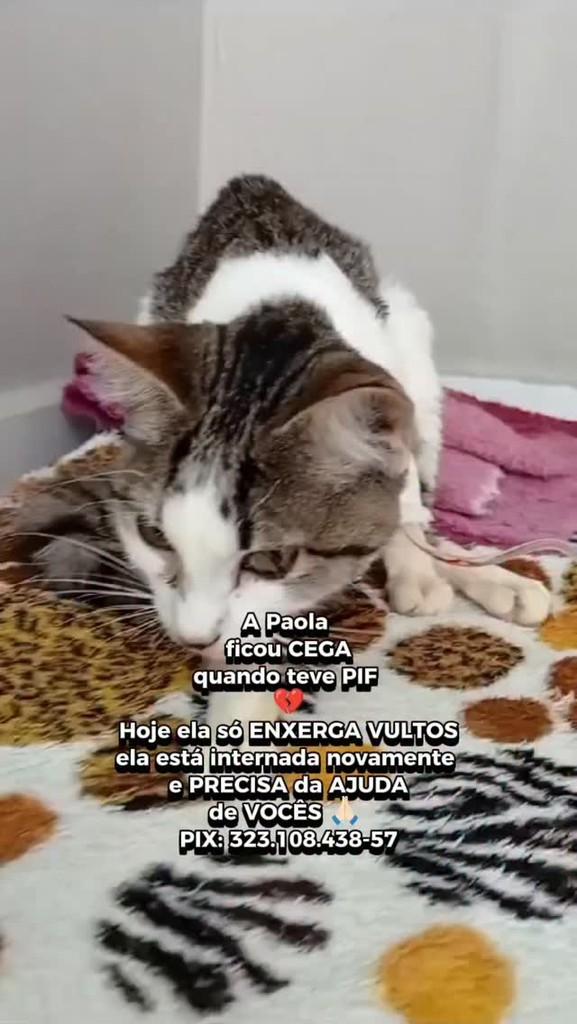 Paola, gata de porte médio para adoção em São Paulo - SP
