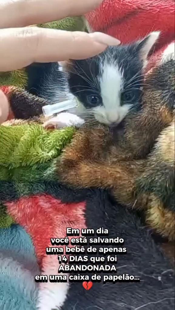 Cisquinha, gata de porte pequeno para adoção em São Paulo - SP