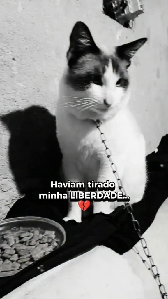 Dindos, gato de porte médio para adoção em Mauá - SP