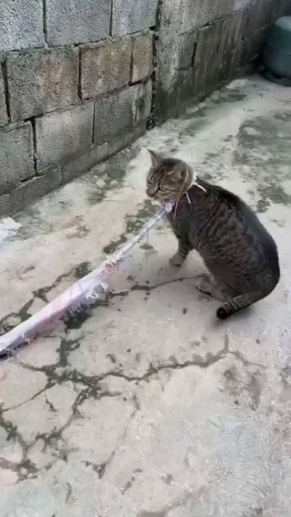 Maddy, gata de porte pequeno para adoção em São Paulo - SP