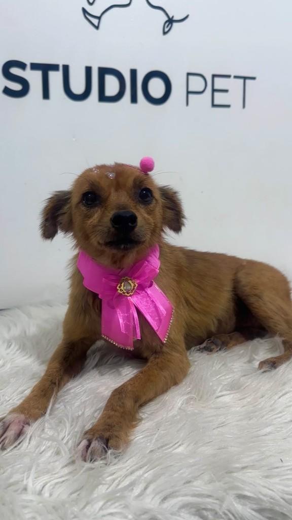 Nossa resgatadinha, cachorro de porte médio para adoção em Gravataí - RS