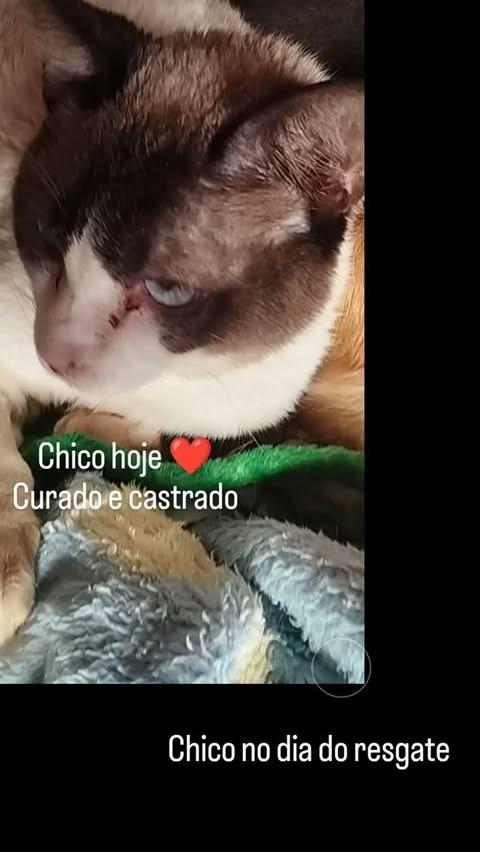 Chico, gato para adoção em Palotina - PR