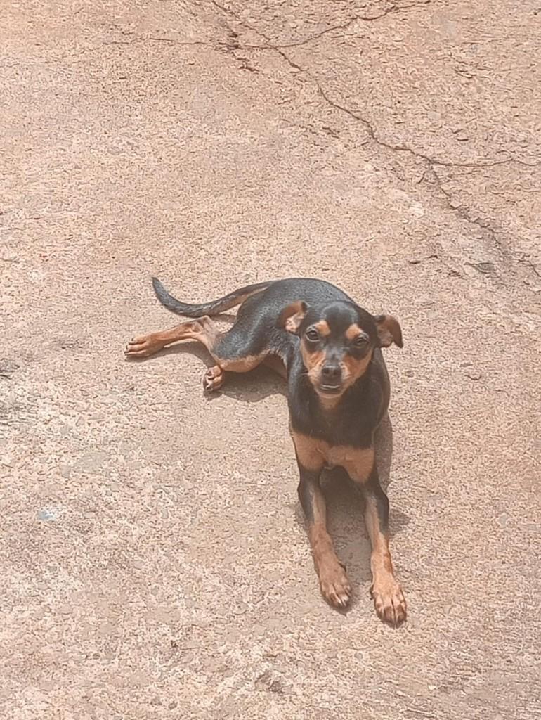 Cachorrinha, cadela de porte pequeno para adoção em São Joaquim da Barra - SP
