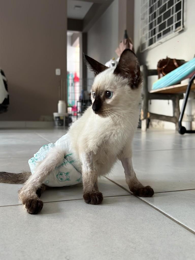 Nandinha, gata de porte pequeno para adoção em Itapema - SC