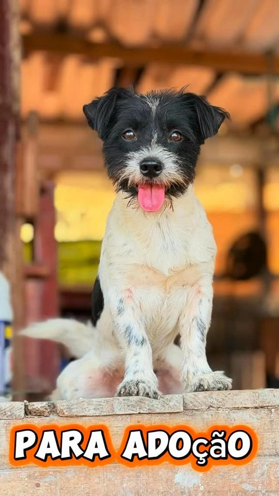 Bob, cachorro de porte pequeno para adoção em Itapema - SC