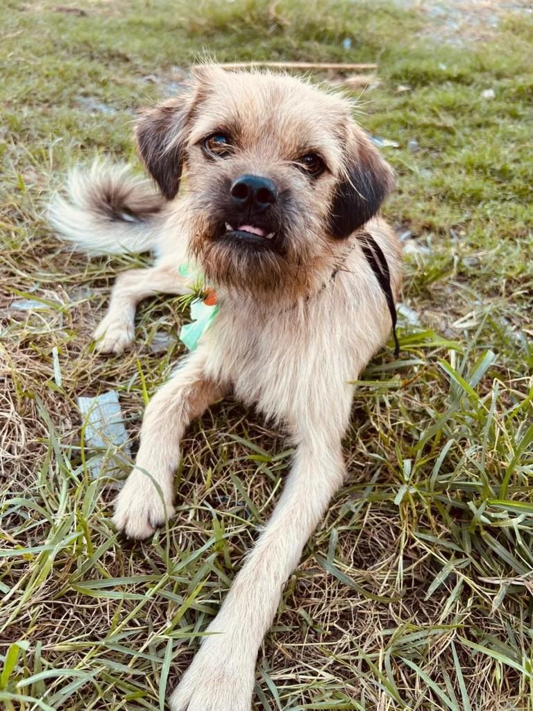Zequinha, cachorro de porte pequeno para adoção em Itapema - SC