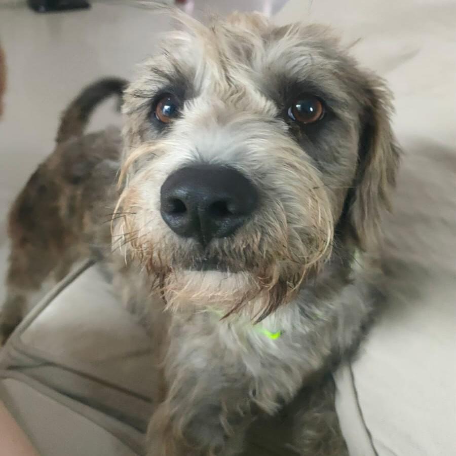 Capuccino, cachorro de porte pequeno para adoção em Itapema - SC