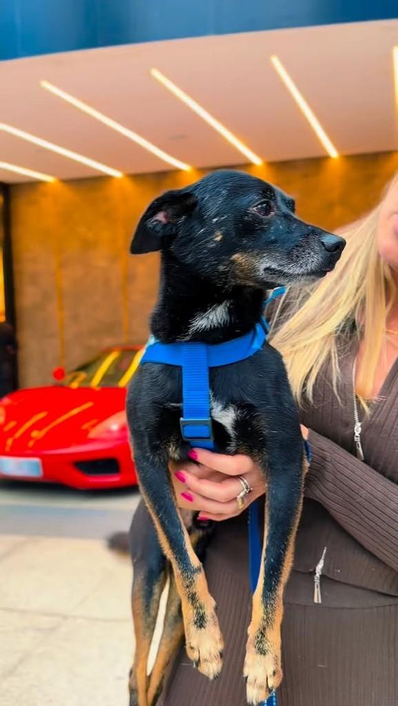 Preto, cachorro de porte pequeno para adoção em Itapema - SC