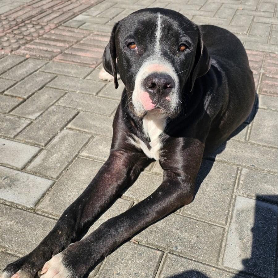 Bebezão, cachorro de porte grande para adoção em Itapema - SC