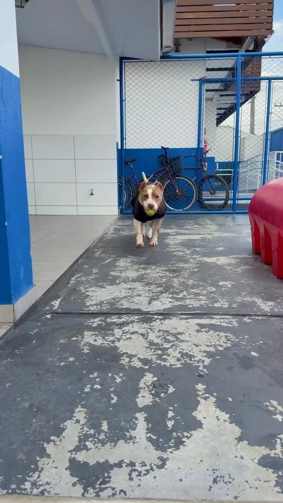 Zeus, cachorro de porte grande para adoção em Itapema - SC