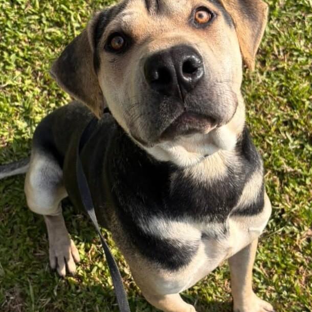 Sharpey, cachorro de porte grande para adoção em Itapema - SC