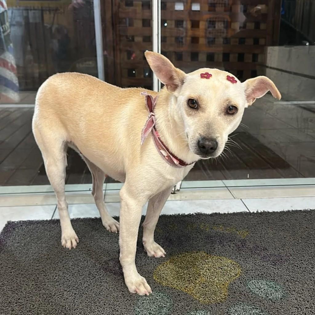 Linda, cadela de porte médio para adoção em Itapema - SC