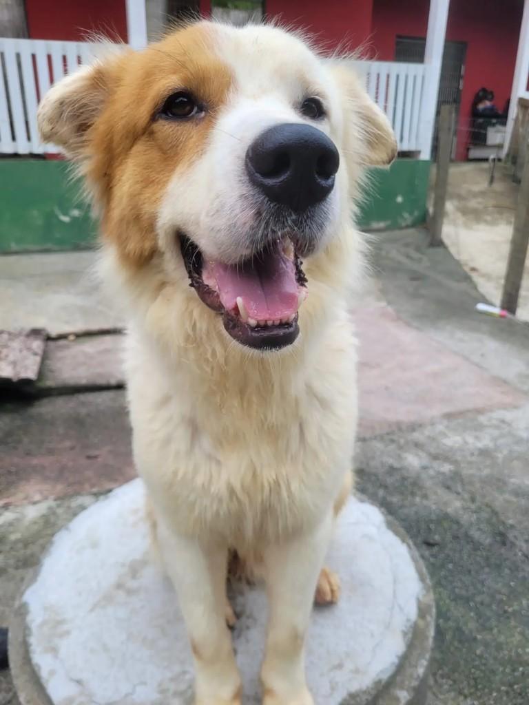 Scooby, cachorro de porte grande para adoção em Itapema - SC