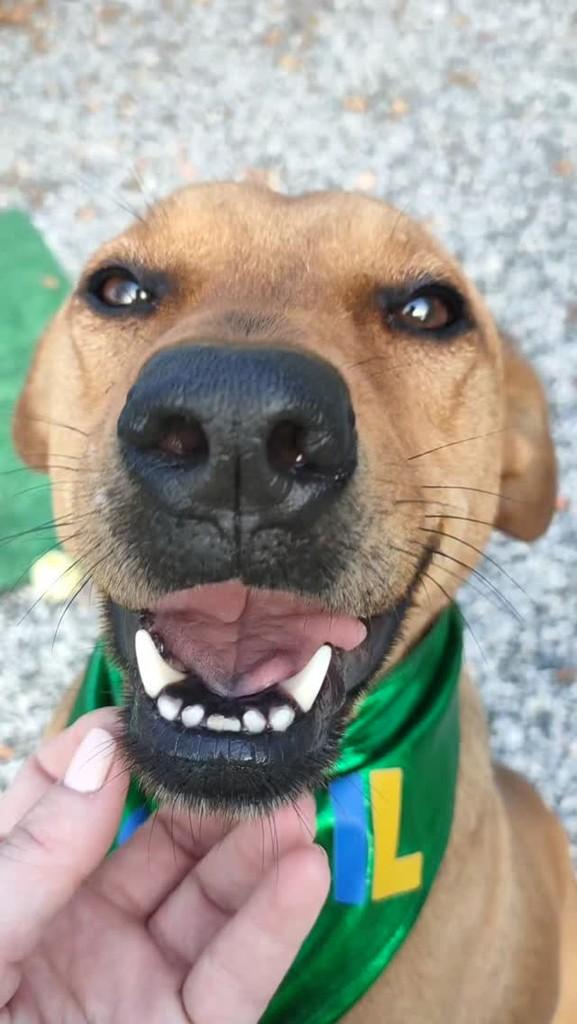 Shakira, cachorro de porte médio para adoção em Itapema - SC
