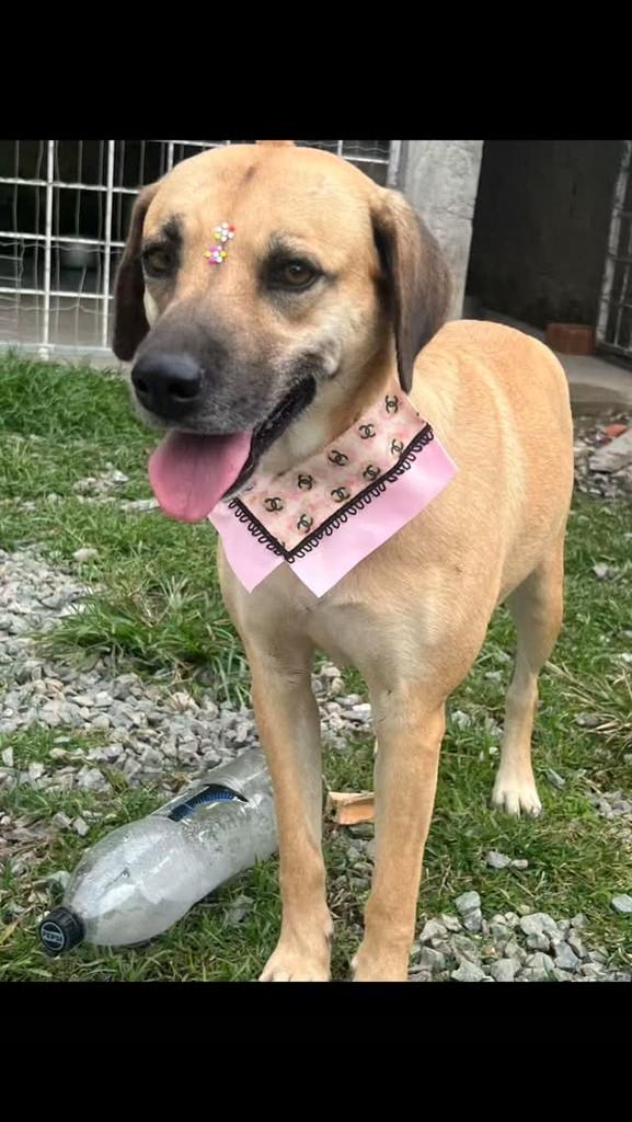 Sula, cadela de porte médio para adoção em Itapema - SC