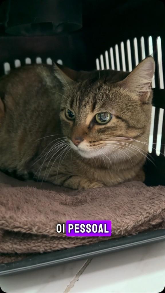 Canela, gata de porte pequeno para adoção em Canela - RS