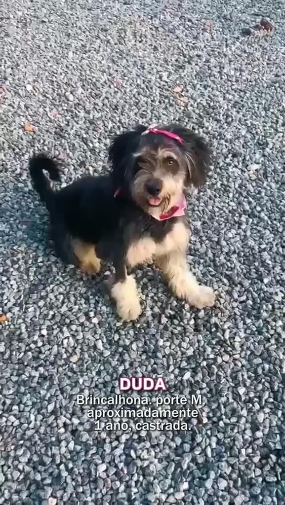 Duda, cadela de porte pequeno para adoção em Itapema - SC