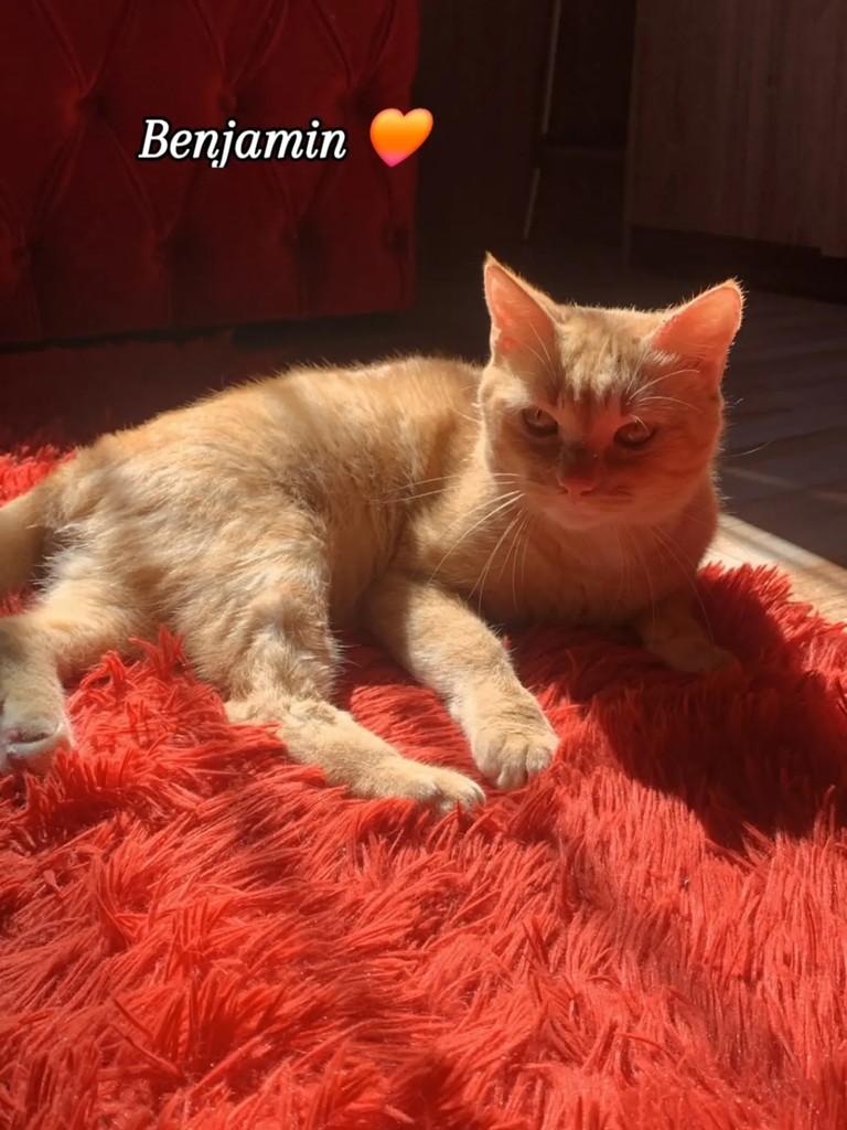Benjamim, gato para adoção em Itapema - SC