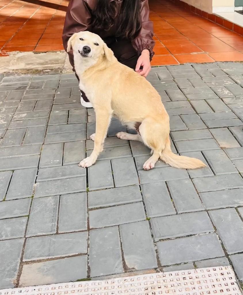 Cachorrinha, cadela de porte médio para adoção em Itapema - SC