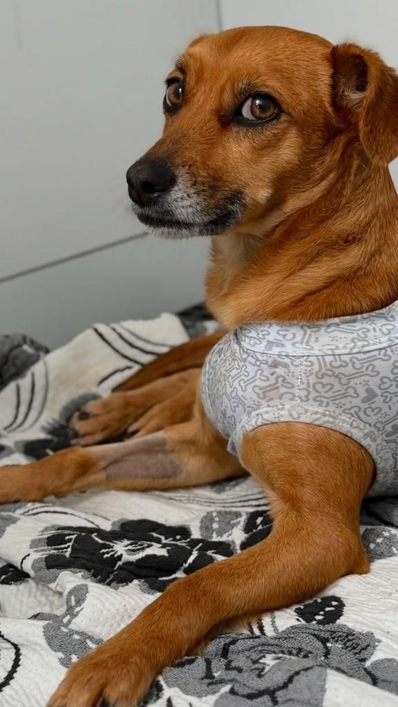 Caramela, cachorro de porte pequeno para adoção em Itapema - SC