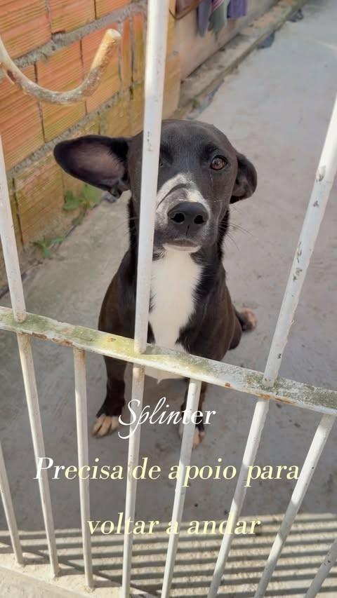 Splinter, cachorro de porte pequeno para adoção em Itapema - SC