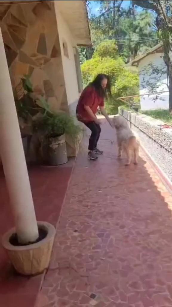 Polar, cachorro de porte médio para adoção em Cotia - SP