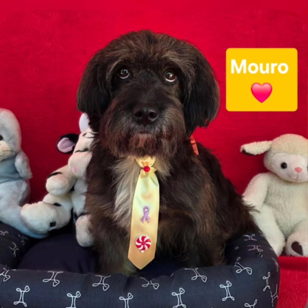 Mouro, cachorro de porte pequeno para adoção em Cotia - SP