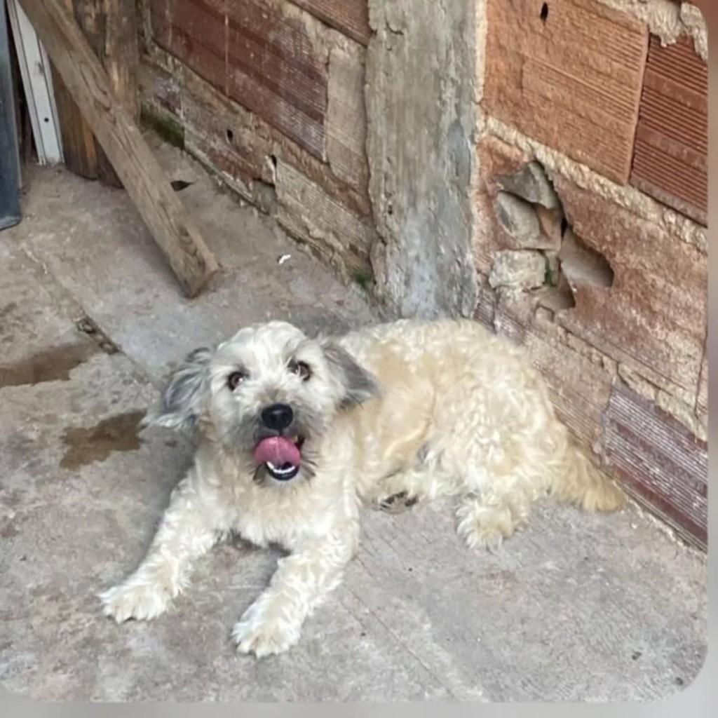 GutiGuti, cachorro de porte pequeno para adoção em Cotia - SP