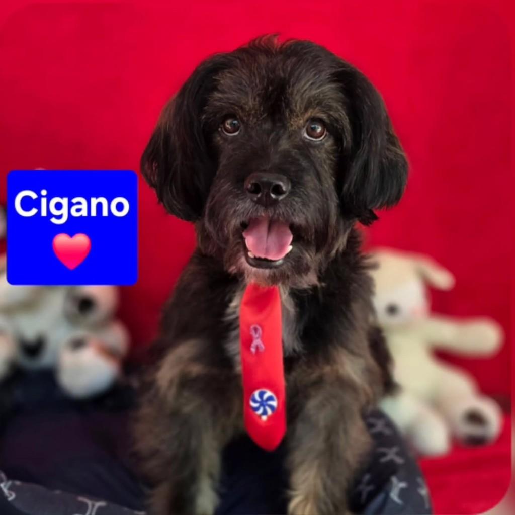 Cigano, cachorro de porte médio para adoção em Cotia - SP