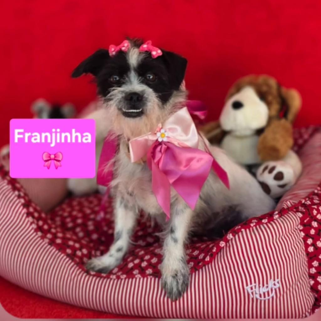 Franjinha, cachorro de porte pequeno para adoção em Cotia - SP