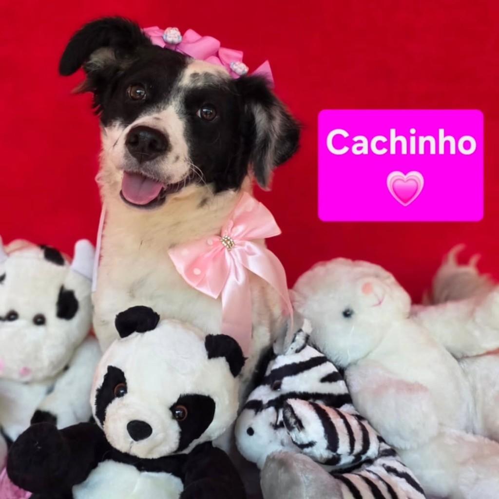 Cachinho, cachorro de porte grande para adoção em Cotia - SP