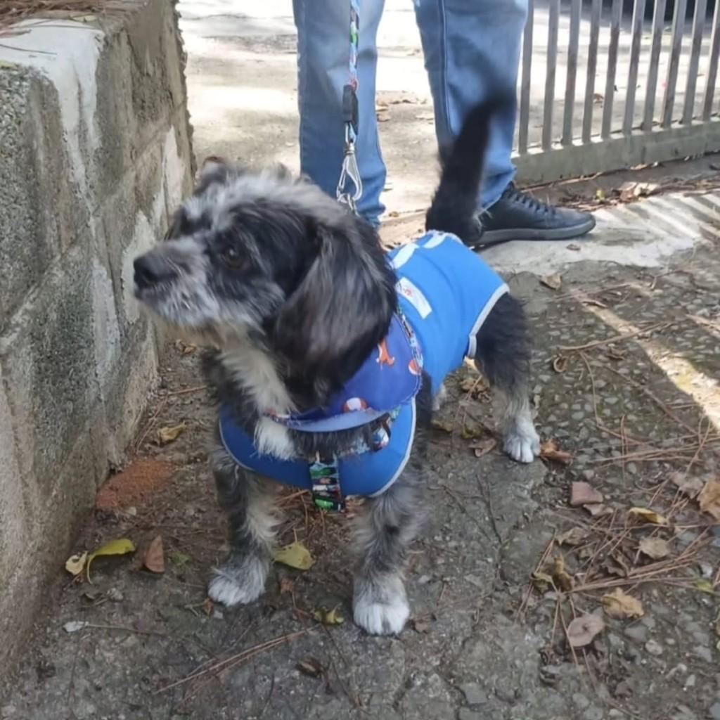 Bambam, cachorro de porte pequeno para adoção em Cotia - SP