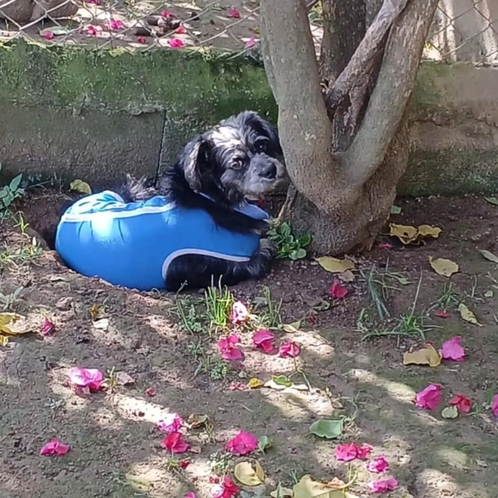 Bambam, cachorro de porte pequeno para adoção em Cotia - SP — foto 5 de 5