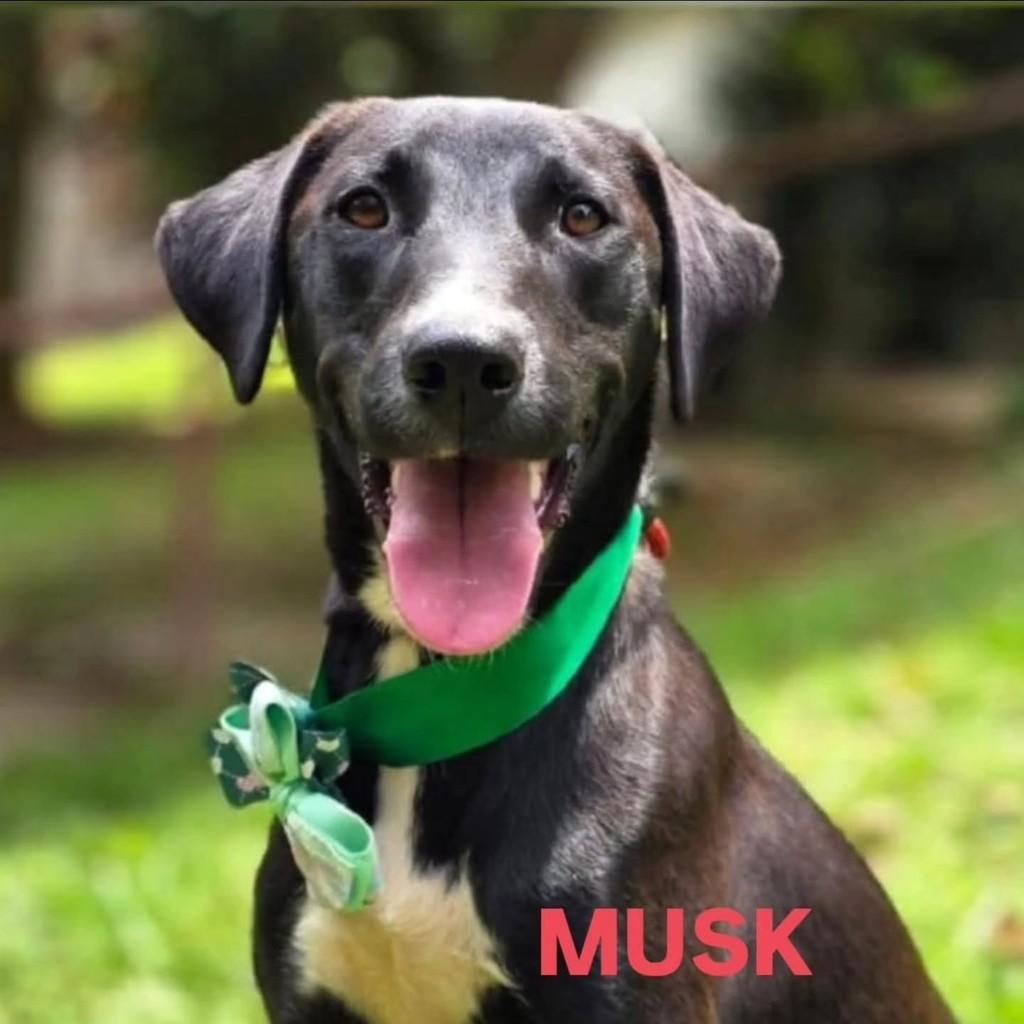 Musk, cachorro de porte médio para adoção em Cotia - SP