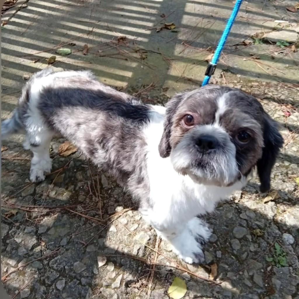 Miúdo, cachorro de porte pequeno para adoção em Cotia - SP