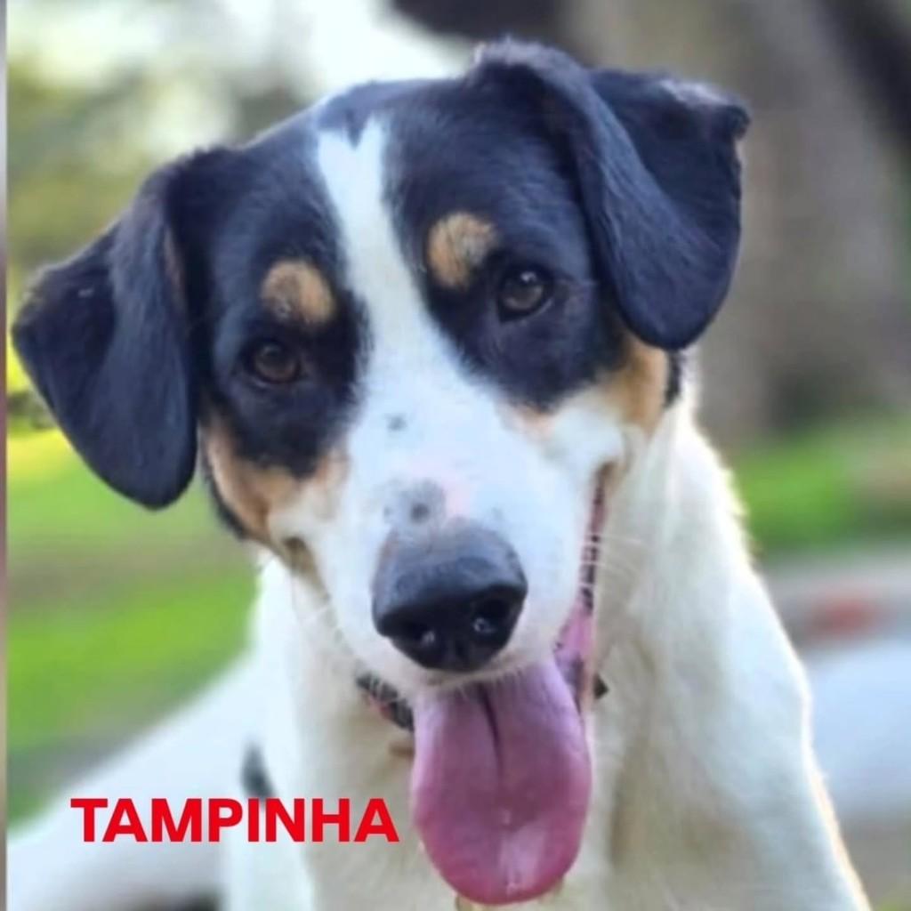 Tampinha, cachorro para adoção em Cotia - SP