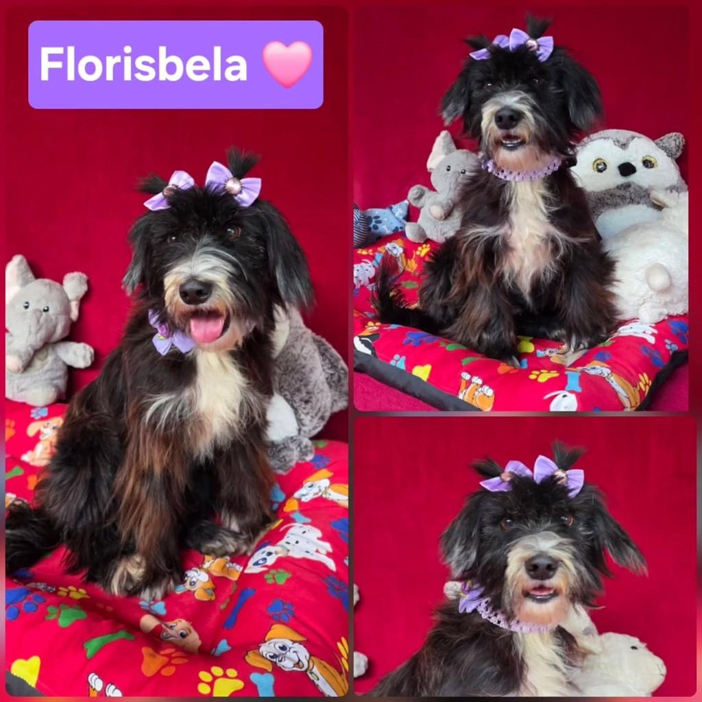 Florisbela, cadela de porte grande para adoção em Cotia - SP