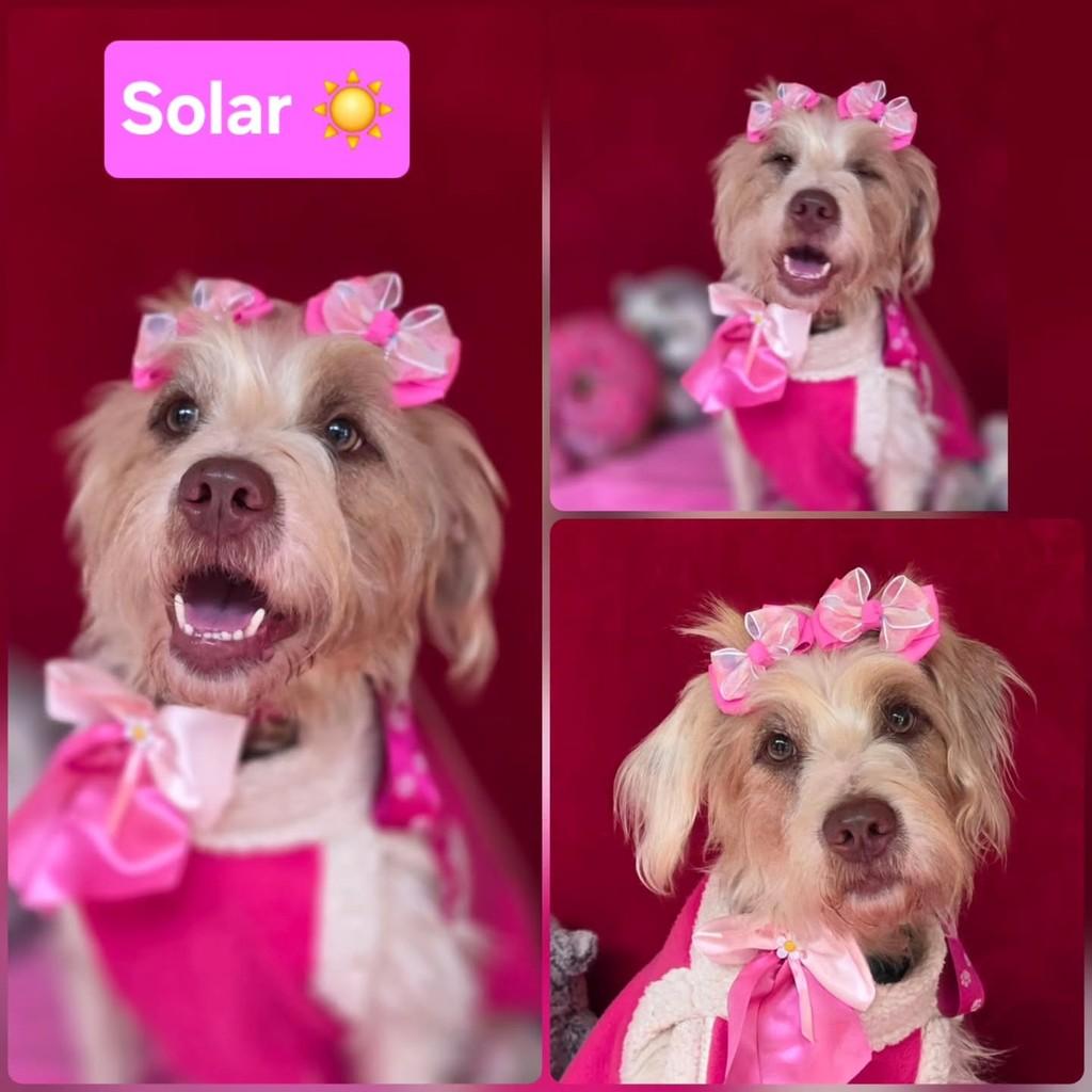 Solar, cadela de porte médio para adoção em Cotia - SP