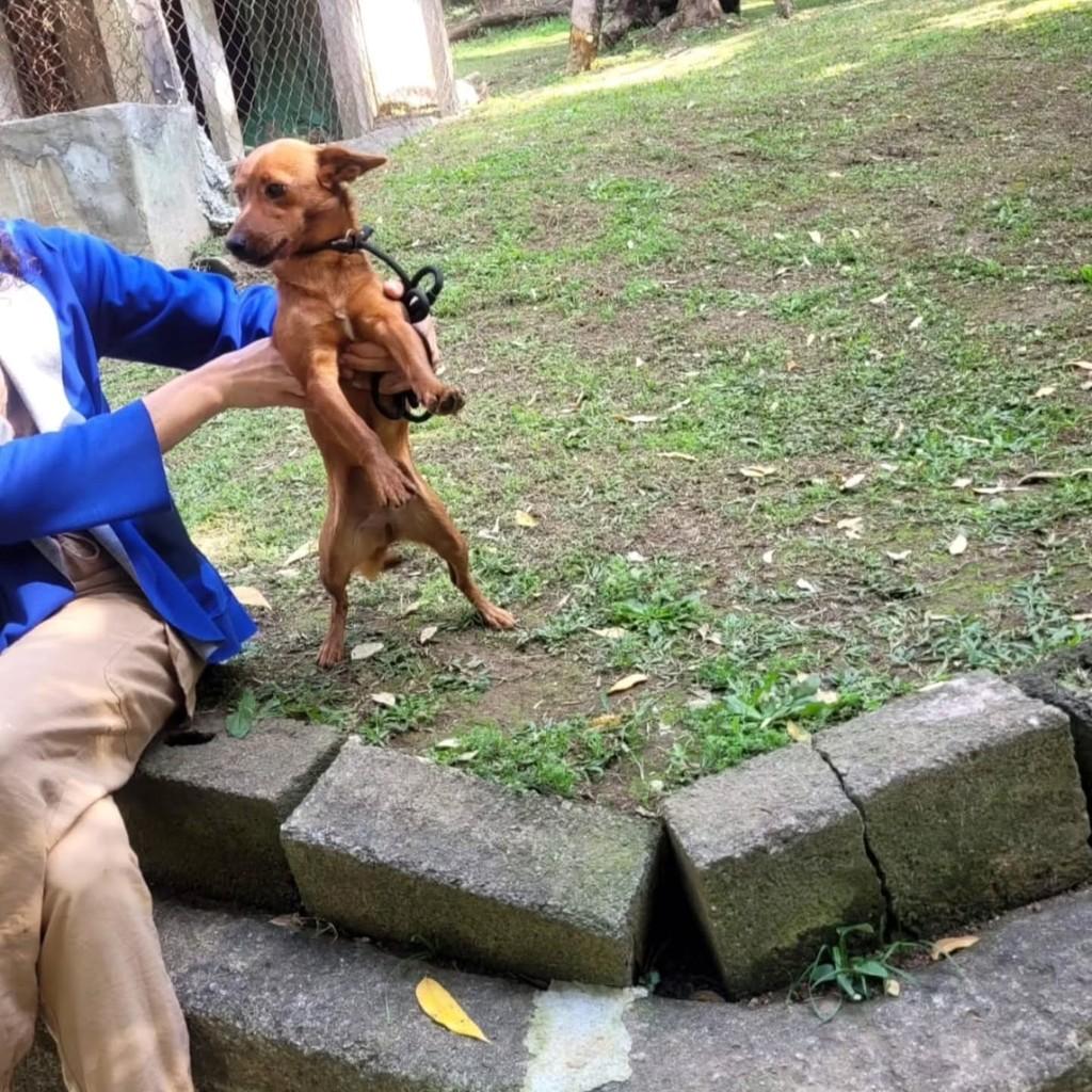 Castanhola, cachorro de porte pequeno para adoção em Cotia - SP