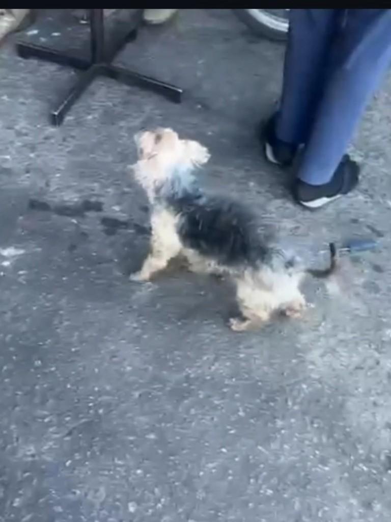 Kadu, cachorro de porte pequeno para adoção em Cotia - SP