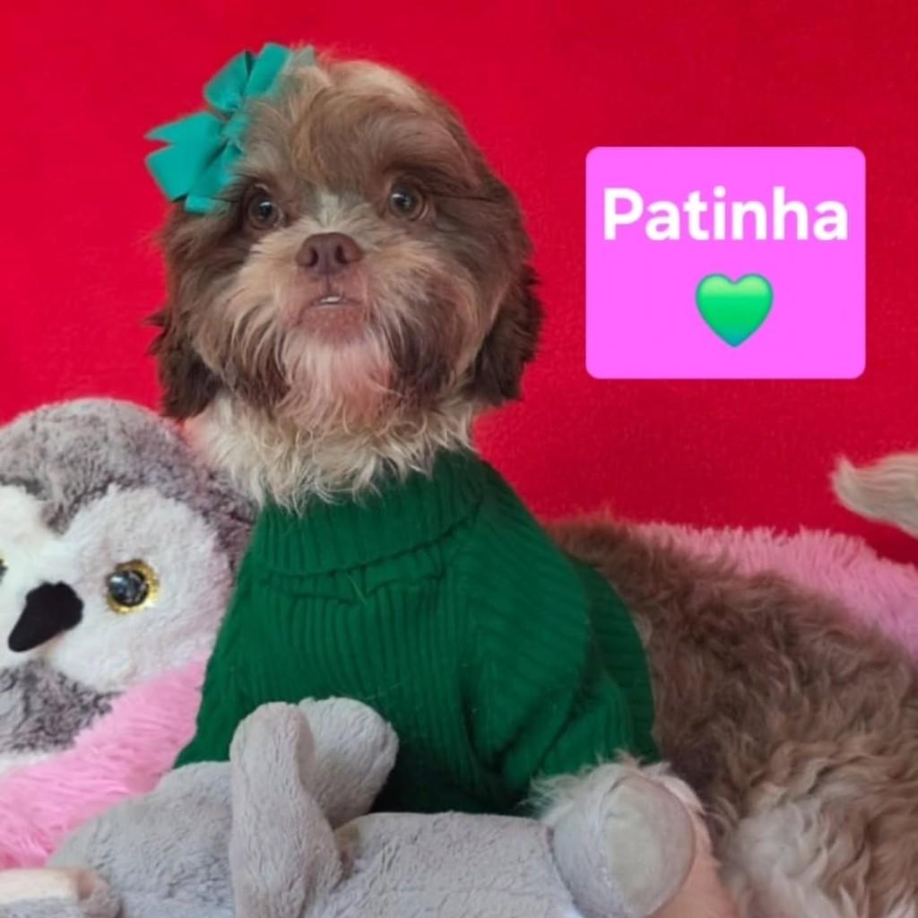 Patinha, cachorro de porte pequeno para adoção em Cotia - SP