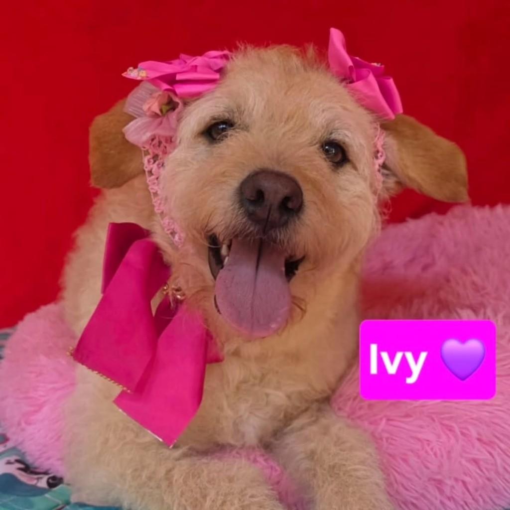 Ivy, cachorro de porte grande para adoção em Cotia - SP